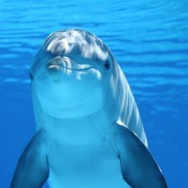 WHO DOESN’T LOVE DOLPHINS? – INTELLIGENT – FUNNY – CLEVER