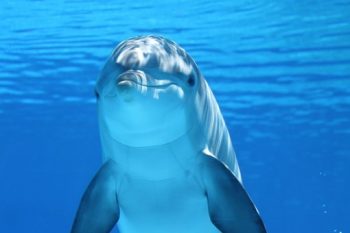 WHO DOESN’T LOVE DOLPHINS? – INTELLIGENT – FUNNY – CLEVER